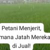 Praktik Merugikan, Distributor CV Bintang Timur Sakra Lotim Mencari Kebenaran, Petani Menjerit!
