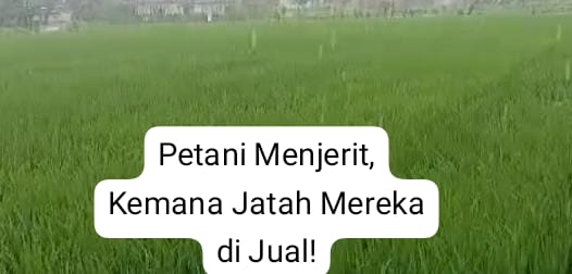 Praktik Merugikan, Distributor CV Bintang Timur Sakra Lotim Mencari Kebenaran, Petani Menjerit!