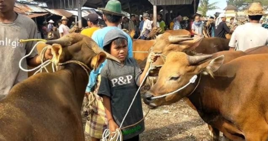 PMK Kembali Mengintai Ternak Warga di Lombok Timur Dinas