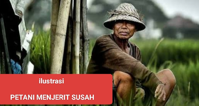 Harga Pupuk Di Atas HET, PJ Bupati Lotim Terdiam, Petani Menangis Siapa Tempat Kami Mengadu?