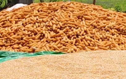 Pemerintah Siap Serap Jagung Petani Sesuai HPP, Kadis Pertanian Lotim Komitmen Lindungi Harga