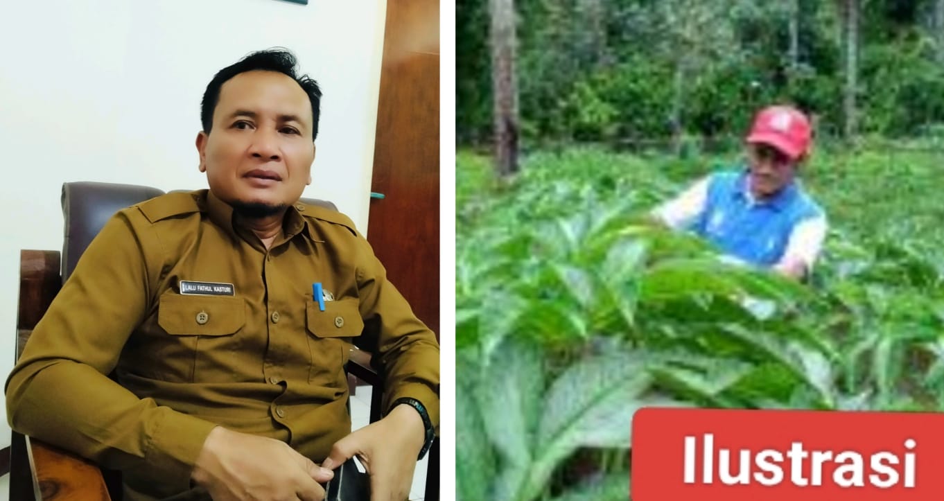 Dukung Ketahanan Pangan, Dinas Pertanian Lotim Siapkan Lahan dan Bibit untuk Budidaya Porang