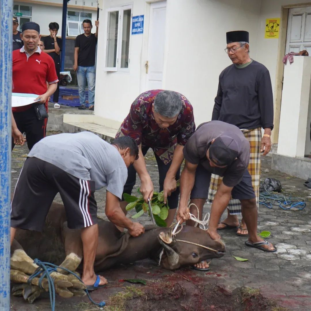 RSUD dr. R. Soedjono Selong Laksanakan Pemotongan 7 Ekor Sapi Kurban
