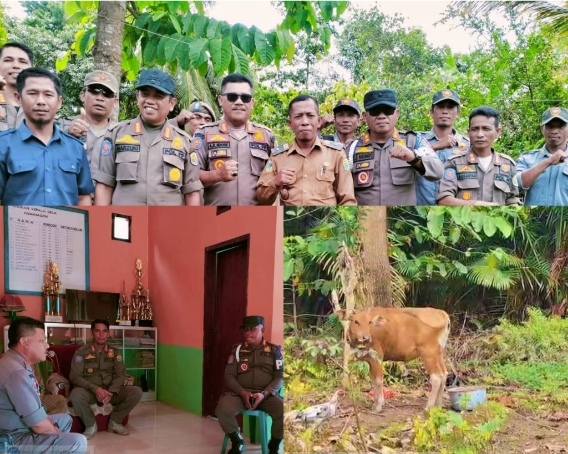 Satpol PP Buol dan Pemdes Pomayagon Bersinergi Tertibkan Ternak Liar Sesuai Perda Nomor 8 Tahun 2017