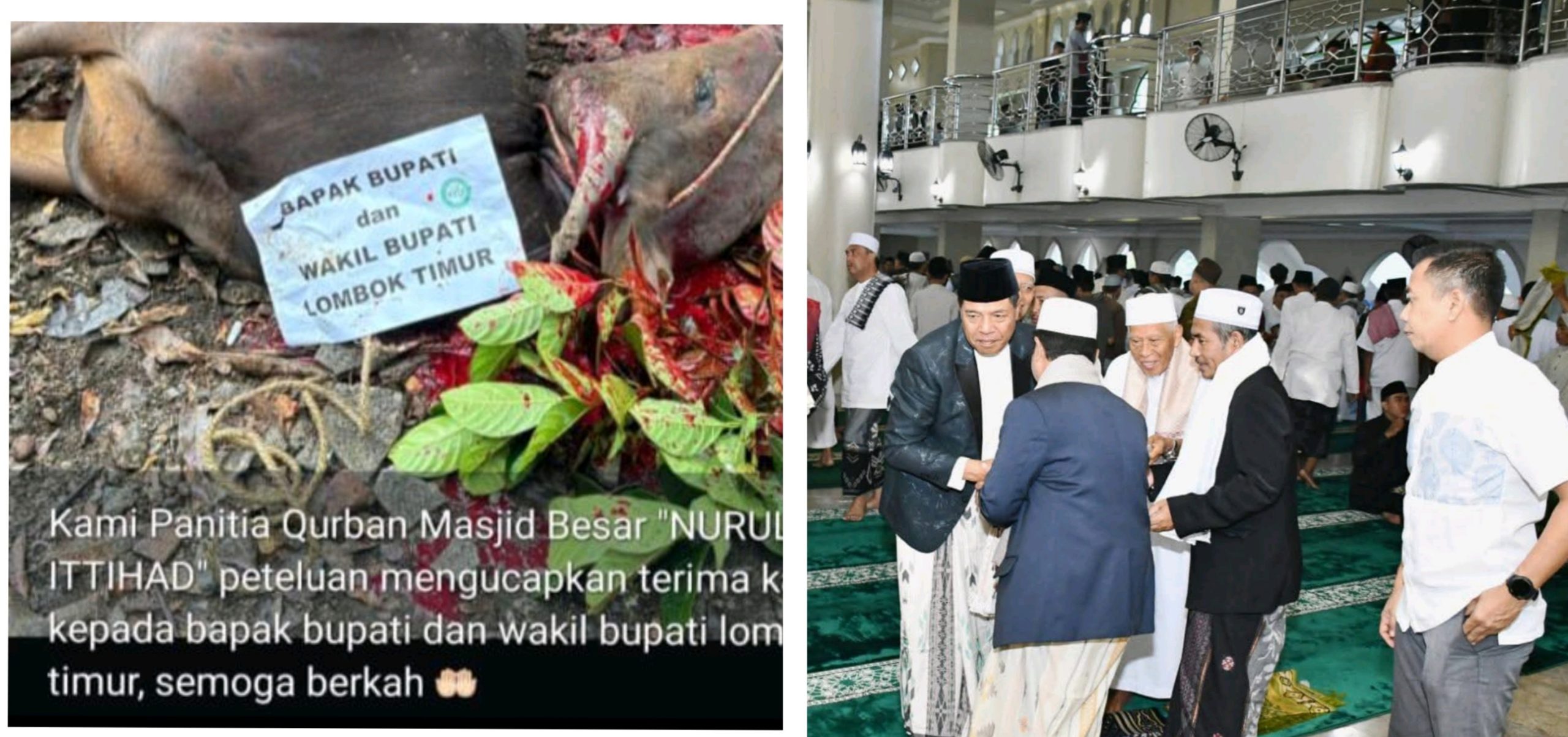 Luar Biasa! Di Hari Raya Idul Adha, Bupati Lombok Timur H. Iron Salurkan 30 Ekor Sapi Kurban ke 21 Kecamatan