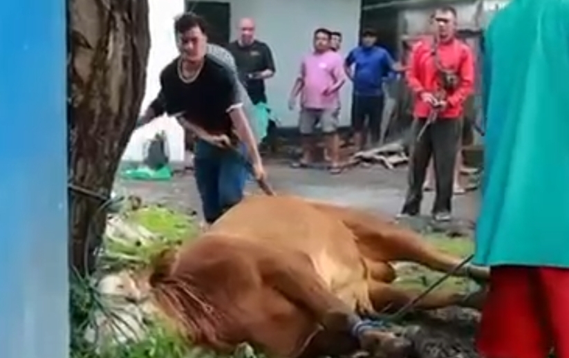 Kurban Satu Ekor Sapi di Hari Raya Idul Adha, PDAM Lotim Bagi Daging ke Masyarakat