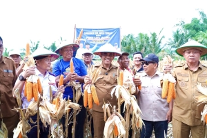 Panen Raya Jagung 200 Ton di Sigi, Gubernur Sulteng Dorong Pertanian Jadi Penopang Ekonomi
