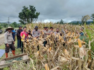 Polres Buol Panen Jagung Bersama Masyarakat di Desa Binuang