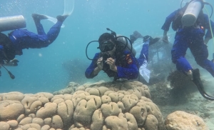 Detik -Detik  Sat Polairud Polres Lotim Tanam Terumbu Karang di Pantai Pink