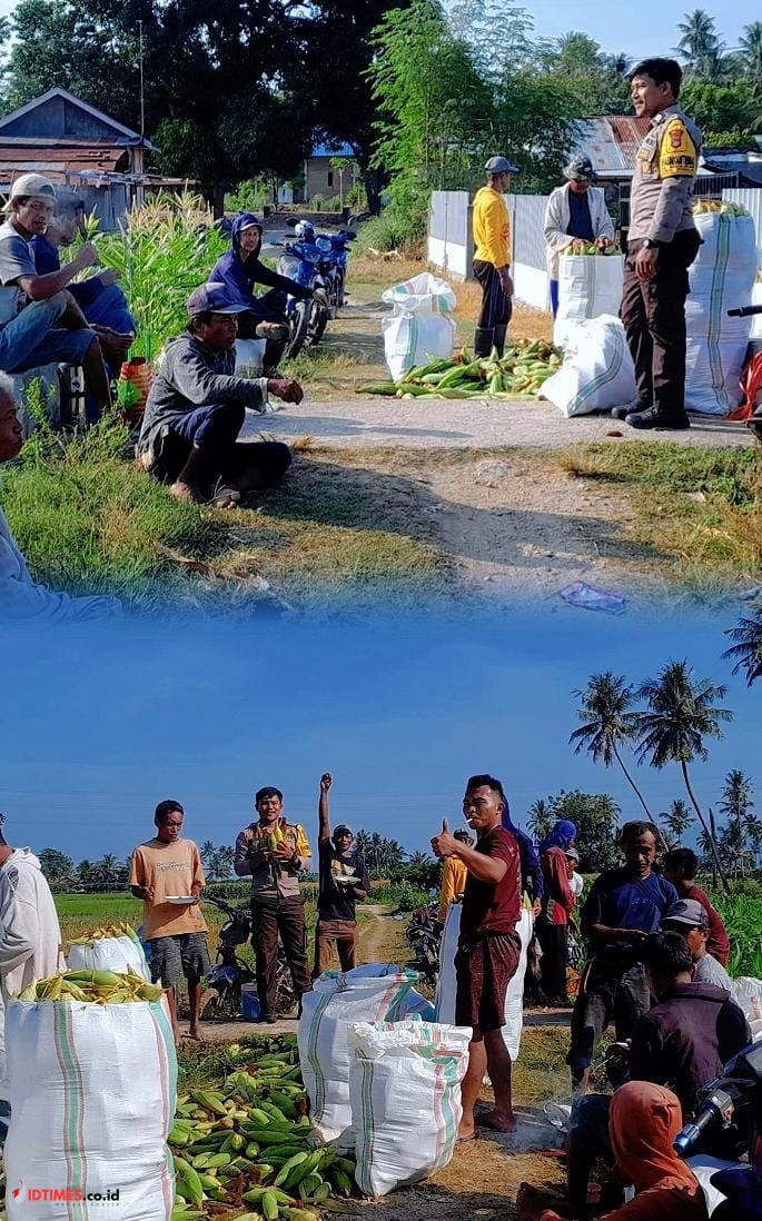 Bhabinkamtibmas Desa Soulove Sambangi Warga Saat Panen Jagung, Dukung Ketahanan Pangan Nasional