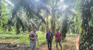 BRI Cabang Pogogul Buol Dorong Ekonomi Petani Lewat Penyaluran KUR