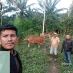 BRI Unit Sentral Dukung Peternak Lewat Penyaluran Kredit, Dorong Pengembangan Usaha Peternakan